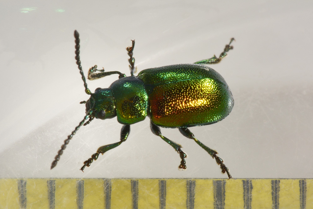 Chrysomelidae: Gastrophysa viridula viridula